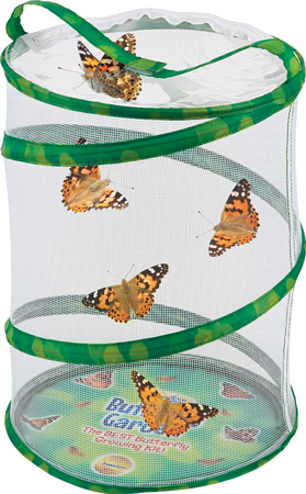 Insect Lore Deluxe Butterfly Garden Gift