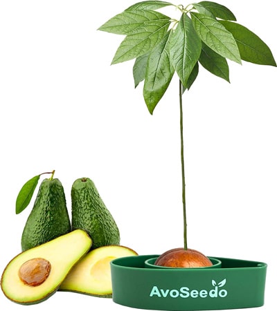 AvoSeedo Grow Your Own Avocado Tree