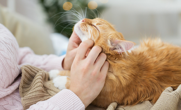 Hier findest du 26 fabelhafte Geschenke für Katzenliebhaber