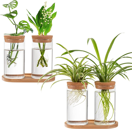 Plantenterrarium voor op het Bureau