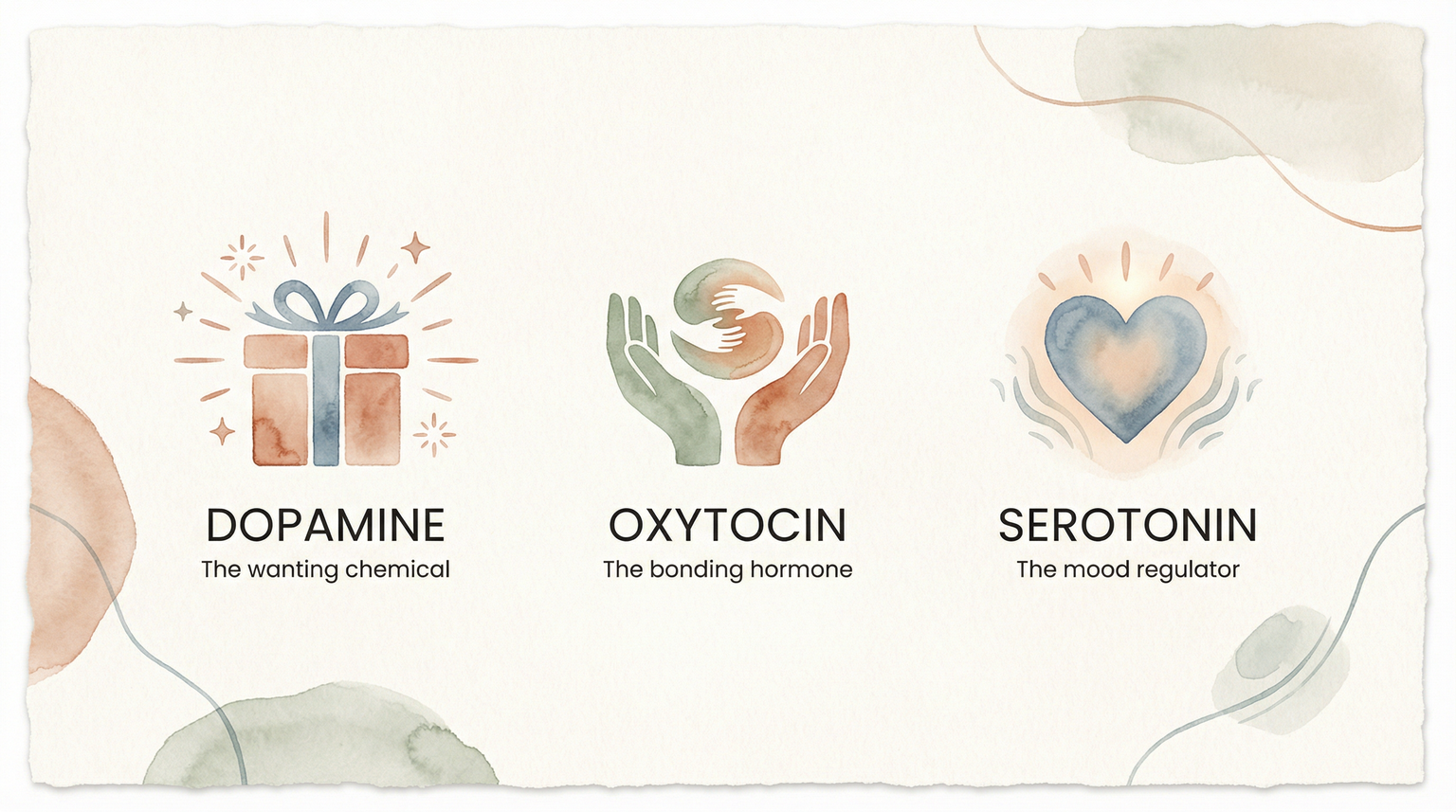 Infographic showing three brain chemicals involved in gift-giving: dopamine for wanting, oxytocin for bonding, serotonin for mood